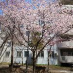 施設周辺の桜の木。春の季節の庭園風景で、建物も背景に見える。