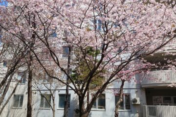施設周辺の桜の木と建物外観。春の季節感が表現された風景写真です。